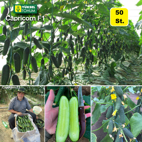 Semi cetriolo capricorno - 50,