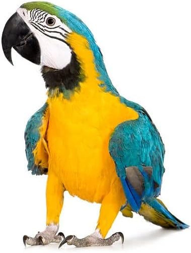 Pettorina ara ararauna nastro - pettorina,