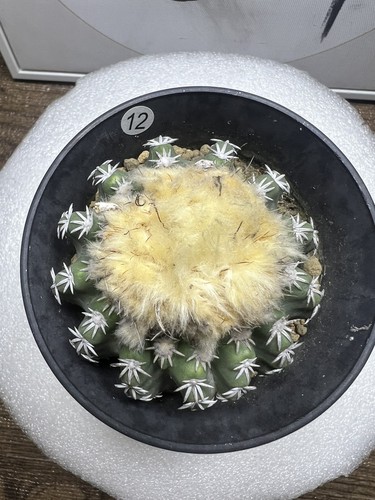 Vendita rara pianta - , cactus