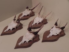 5 Daino Spießer Spiesser Dam