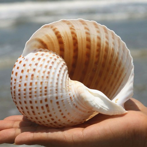 White big conch shell - conch,