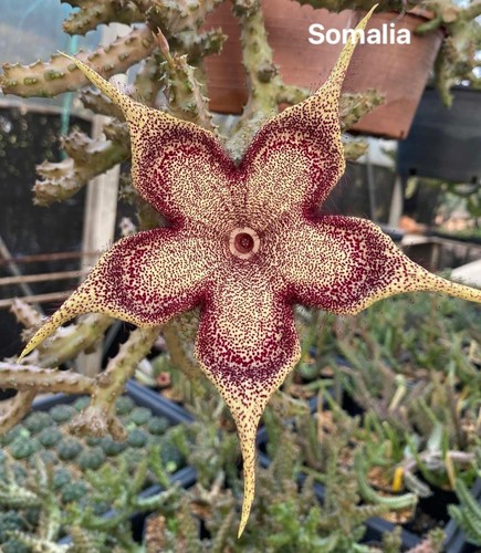 Edithcolea grandis somalica