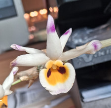 Pendolo Dendrobium "Occhi