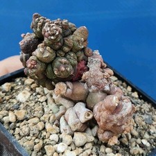 Gymnocalycium CV. Kikko
