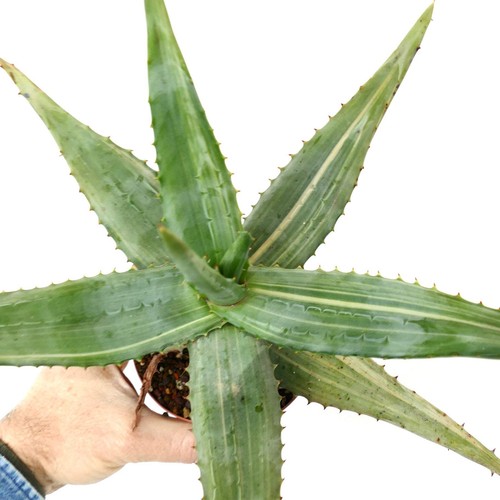 Very big aloe ferox - very,
