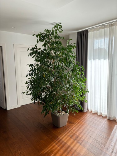 Pianta ornamentale interno - ornamentale, da