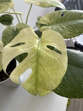 RARA Monstera Mint | Pianta