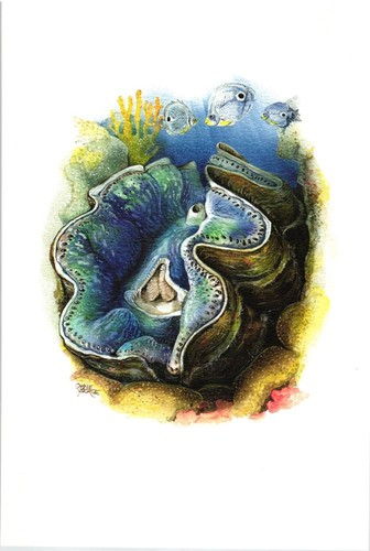 Riesenmuschel - , (tridacna