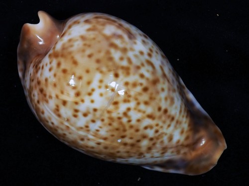 Cypraea hesitata spotted - cypraea,