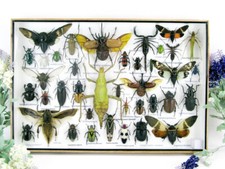 Bellissimi insetti imbalsamati