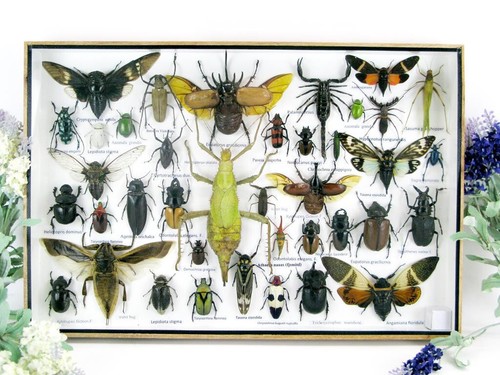 Bellissimi insetti imbalsamati
