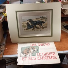 LE CHIENS LE GIBER ET SES ENNEMIS LE SETTER GORDON