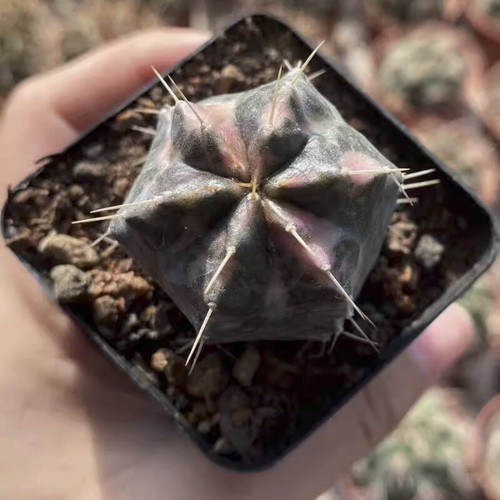 Pianta cactus succulenta - cactus,