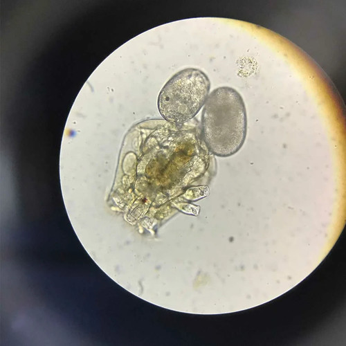 Uova rotifer 0 2 ml - rotifer, 7