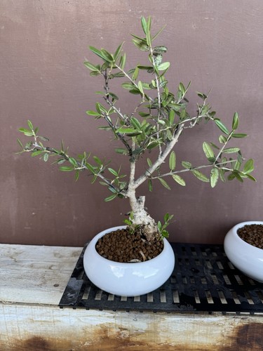 Bonsai olivo