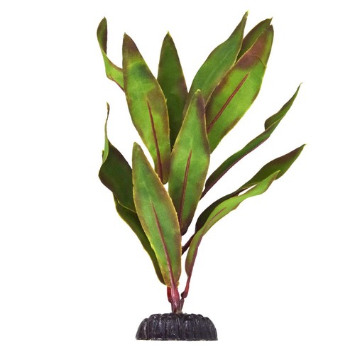 Pianta seta igro - di, olivo