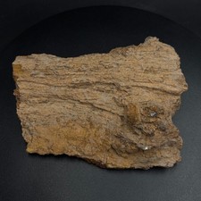 Callixylon henkei Fossil Wood