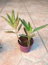 ?❤4 Piante Bio Vaso di KALANCHOE DAIGREMONTIANA Serrata Houghtonii 3x2+Omaggio