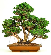 Bonsai di Chamaecyparis obtusa