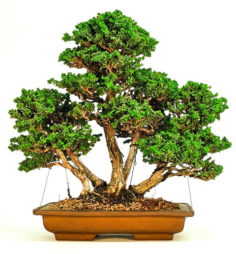 Bonsai chamaecyparis obtusa - di,