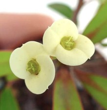 Euphorbia milii YELLOW CREAM 4-8cm -  - SPINA DI CRISTO