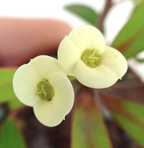 Euphorbia milii yellow - euphorbia,