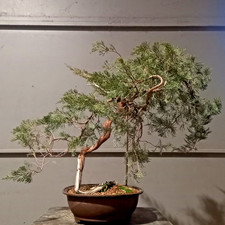 Bonsai ginepro sabina con - bonsai,
