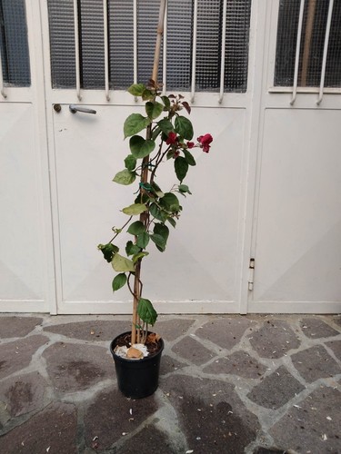 Pianta buganville bouganvillea - buganville,