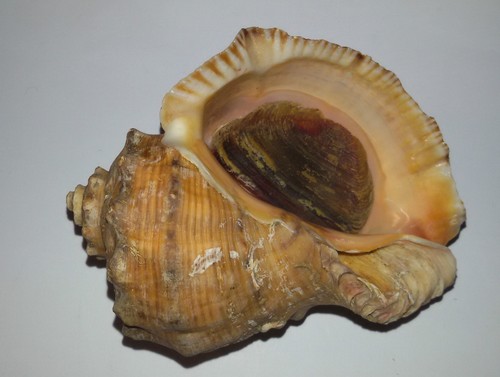 Conchiglia shell murex rapana - conchiglia,