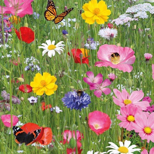 Semi 100 fiori - 🌸, selvatici
