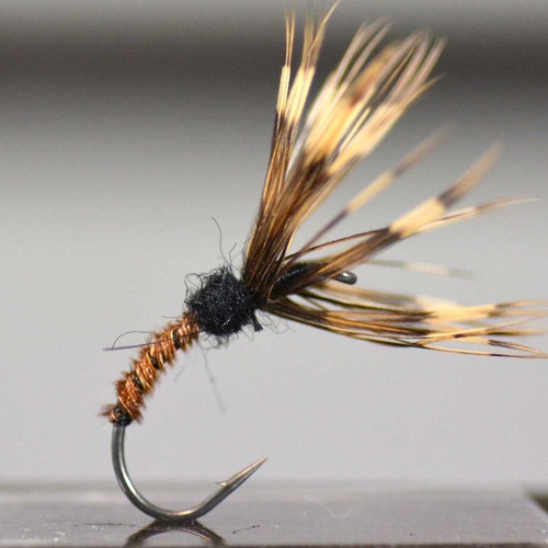 Mosca trota giapponese - , nera