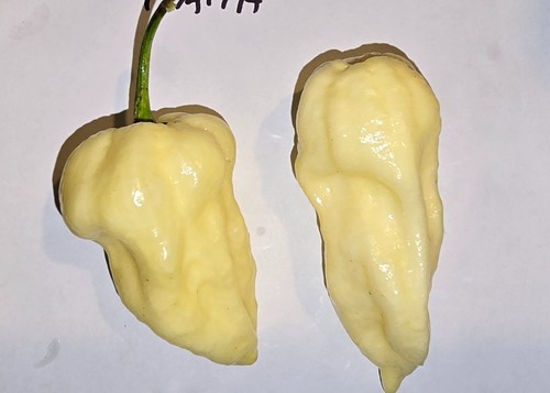 Semi peperoncino big - 20,