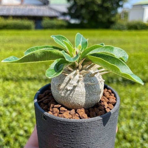 2pcs pachypodium densiflorum - pachypodium,