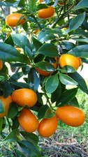 Pianta di Fortunella Margarita