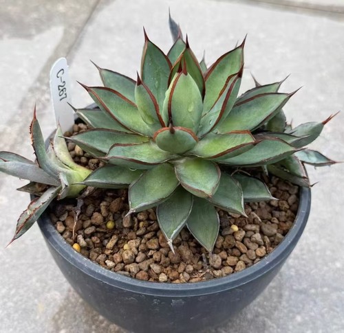 Agave schidiqera potatorum - schidiqera,