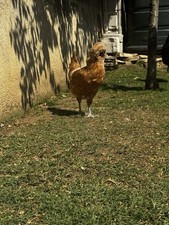 12 UOVA FERTILI DI GALLINA