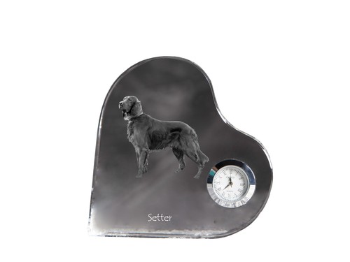English setter englischer - english,