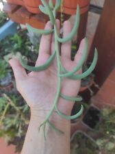 ?2 TALEE SENECIO HALLIANUS RADICANS Varietà Foglie GIGANTI Banana ?+Omaggio