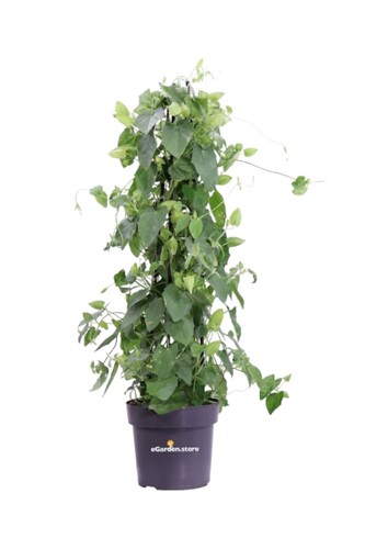 Pianta vera thunbergia - vera, di