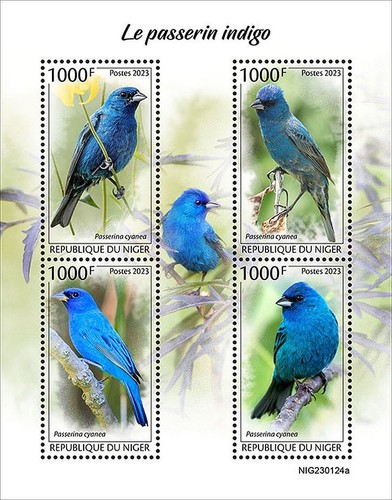 Indigo buntings cardinal - indigo,