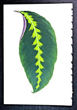 1861 Orig.Color Print