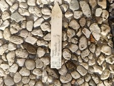 Mammillaria rhodantha Ssp. Mccartenii Pot10 Old Plant 