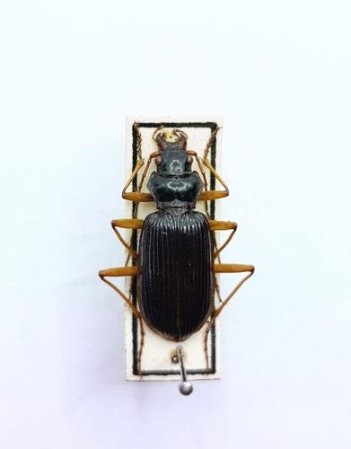 Entomology taxidermy - entomology,