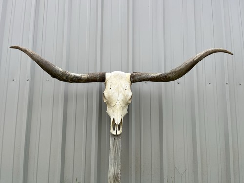 Teschio manzo longhorn - di,