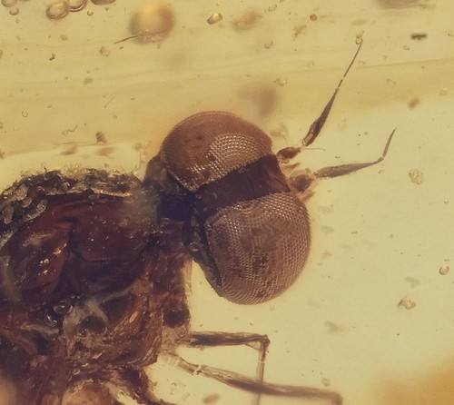 Brachicera inclusione - (mosca),,
