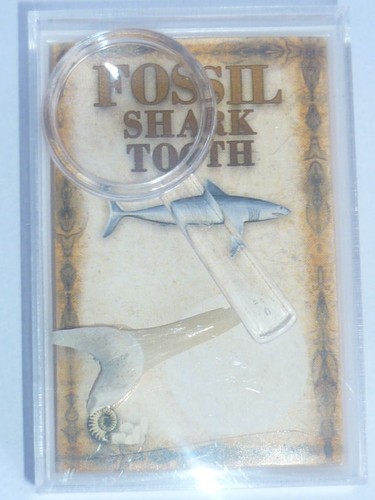 Fossile dente squalo - fossile,