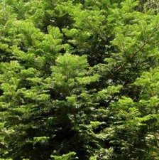 Abies grandis, abete gigante