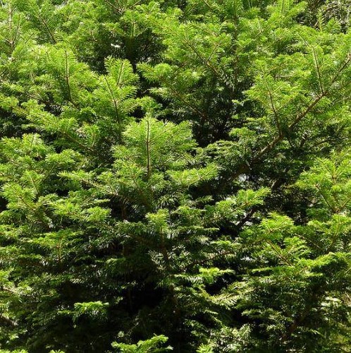 Abies grandis abete - abies,