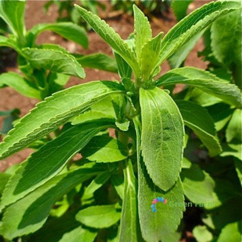 300 semi stevia - 300,