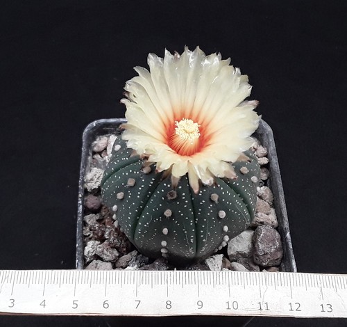 Astrophytum asterias adult